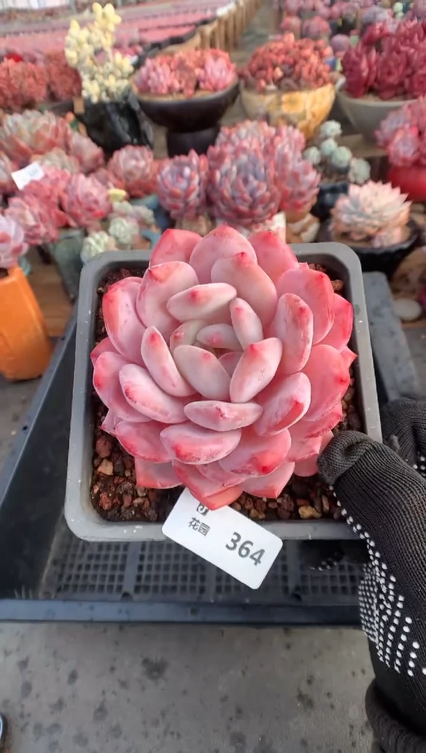 364星橙多肉植物一物一拍