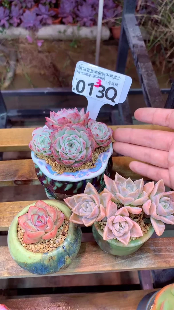 013Q（一物一拍实付满28发货，默认不带盆土）
