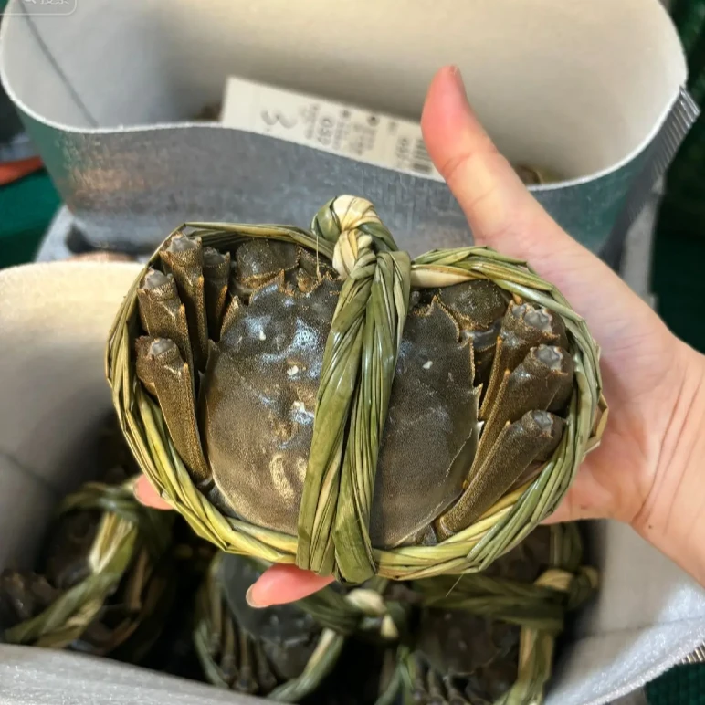优选江苏大闸蟹母10只2.0两～3.3两 多规格大闸蟹