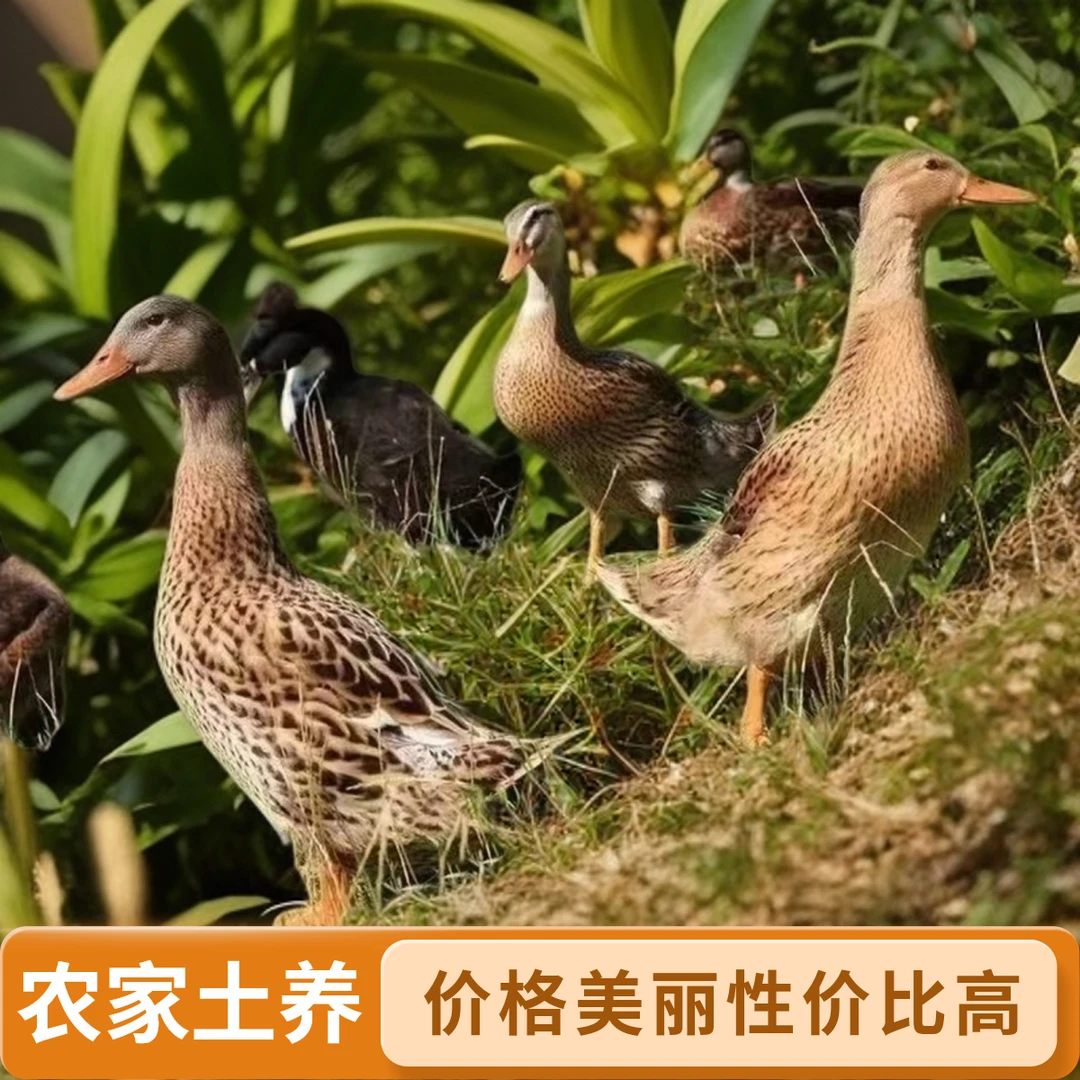 【精选五只】农家自然散养土麻鸭新鲜宰杀五谷喂养顺丰包邮无掌无翅