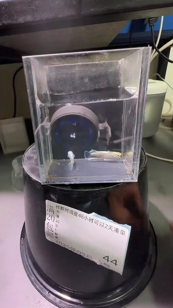 青鳉鱼观背青鳉观背青鳉44