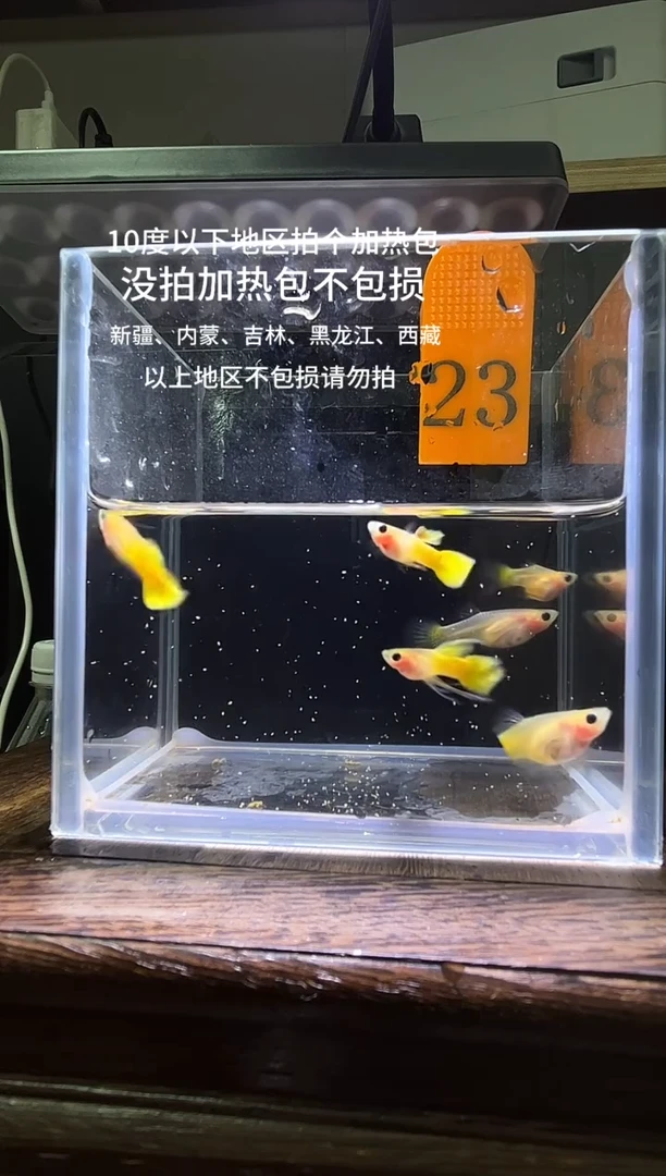 孔雀鱼黄金玻璃普通23