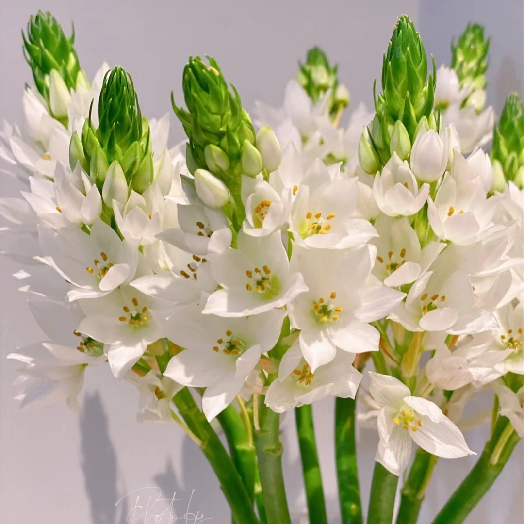 【雀梅10枝】鲜花次日达批发直播包邮品质鲜花 全场任意满两单顺丰包邮