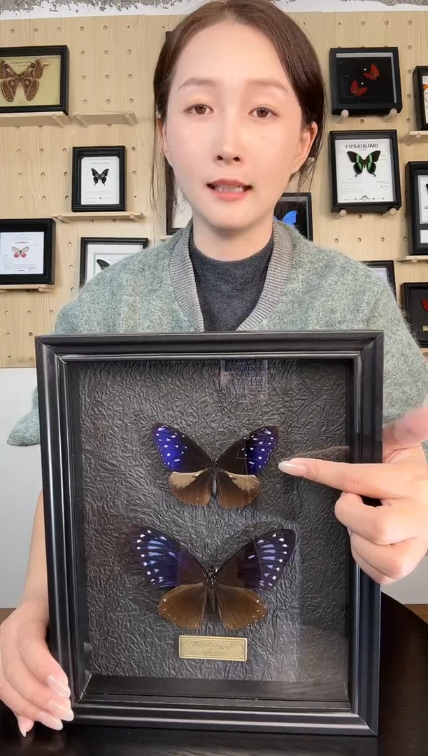 异型紫斑蝶.翠蓝斑蝶组合