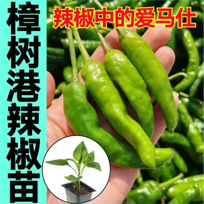 樟树港辣椒苗港辣椒苗秧带土球特产四季阳台盆栽薄皮辣椒种子庭院