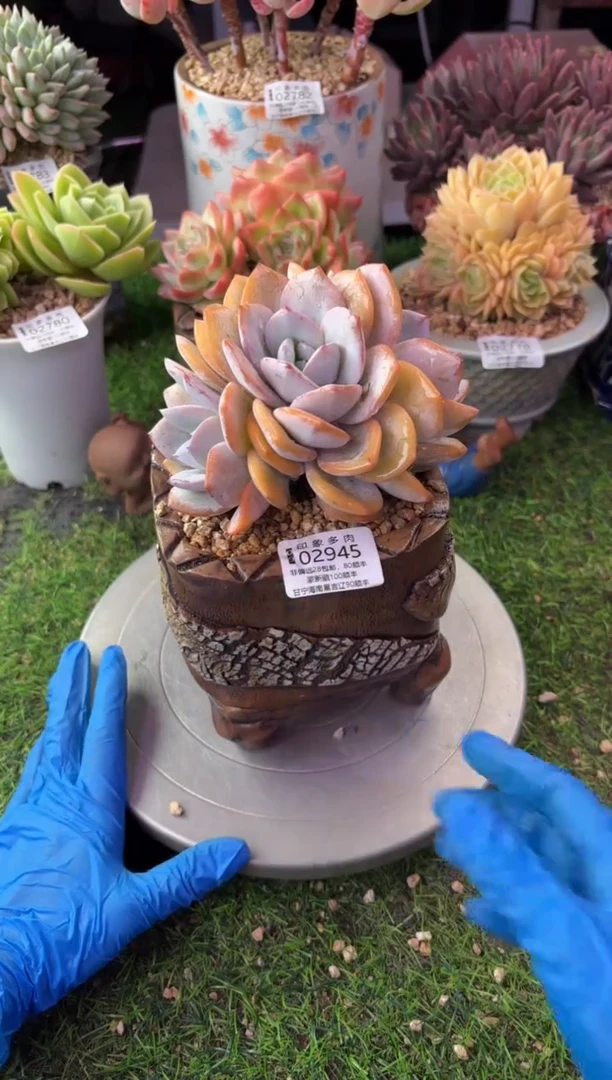 昆明印象多肉02945