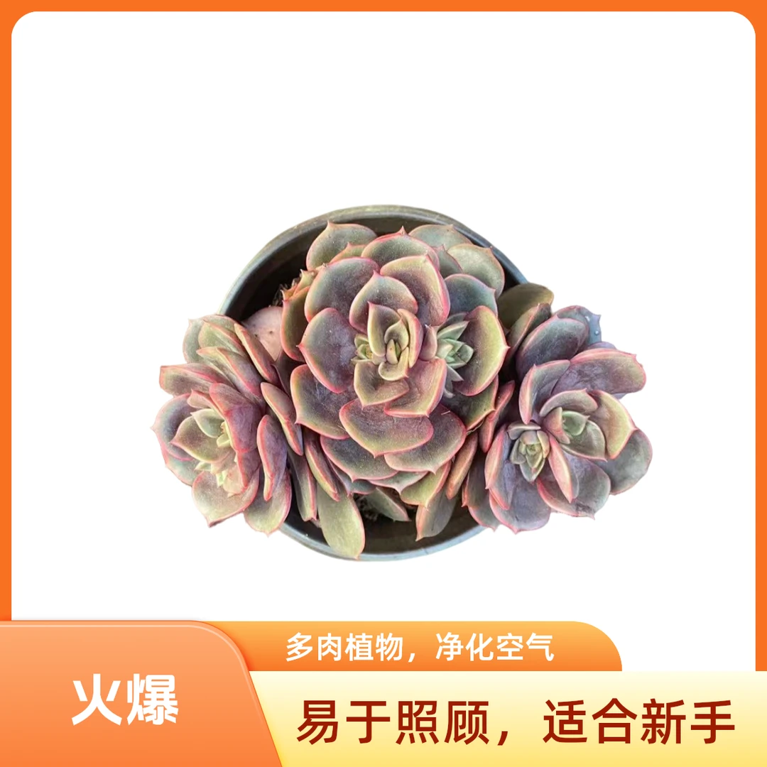 彪哥多肉园艺 大红袍 多肉植物  果冻红色 净化空气 防辐射甲醛