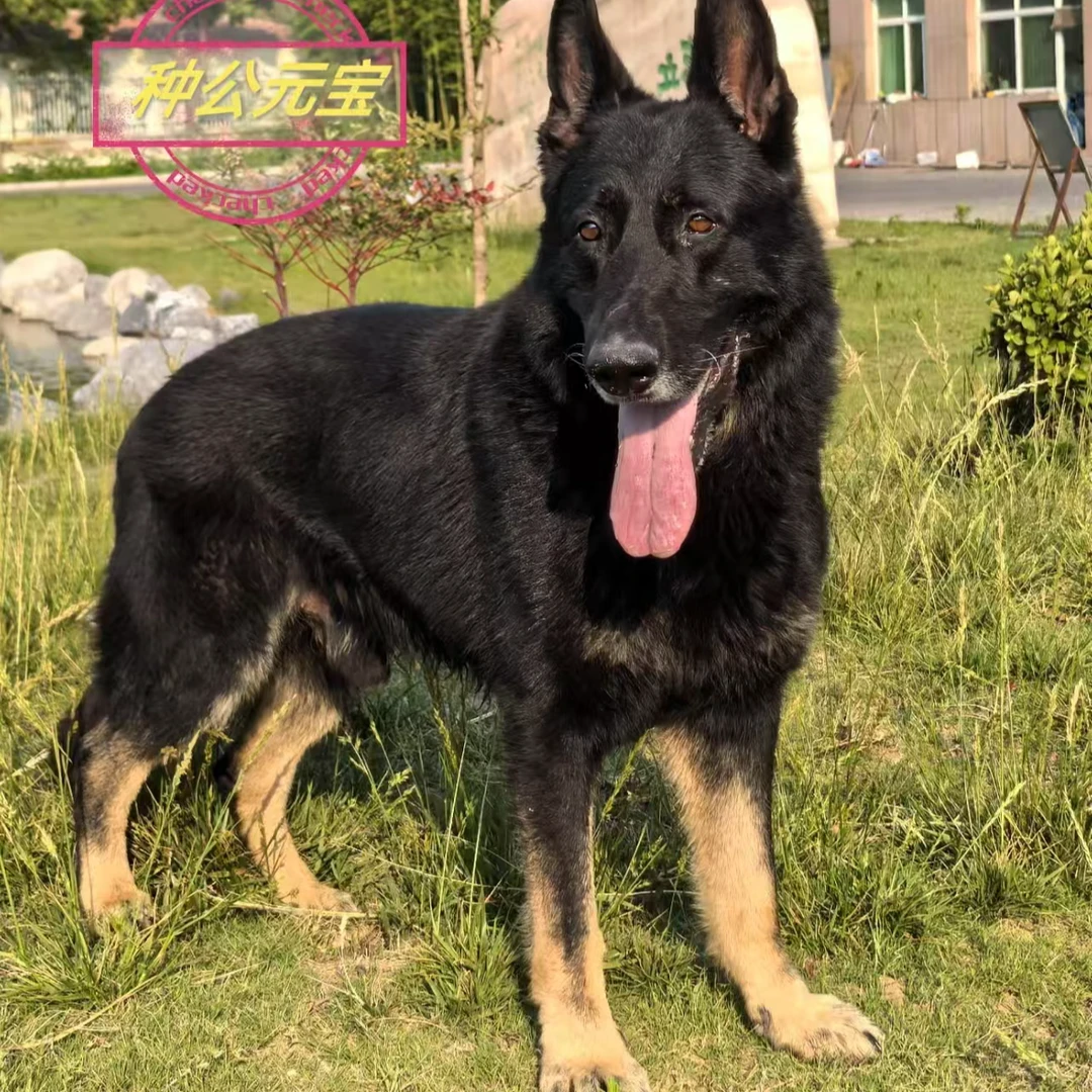 精品东德牧羊犬宠物幼犬