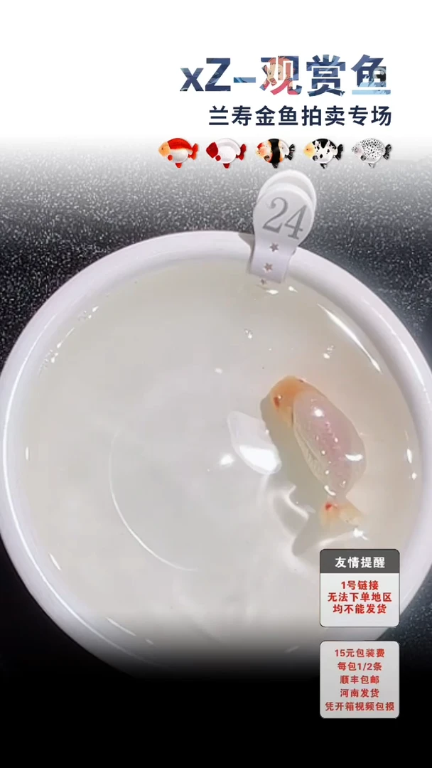 海水鱼包装必拍未拍顺丰到付24号