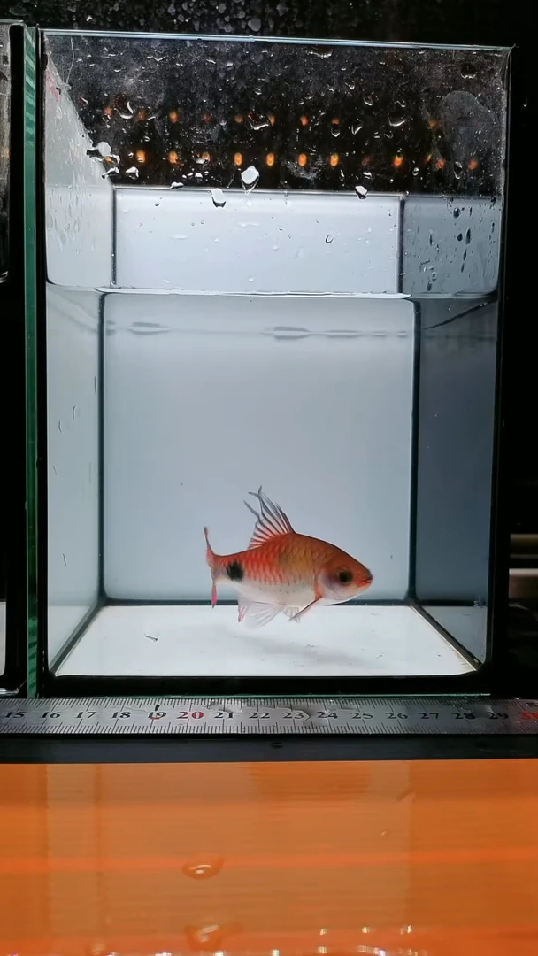 海水鱼克里1111111
