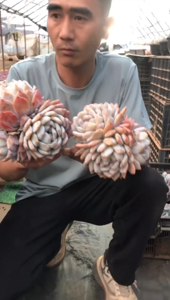 3头大群雪天使橙梦露【2单包邮】