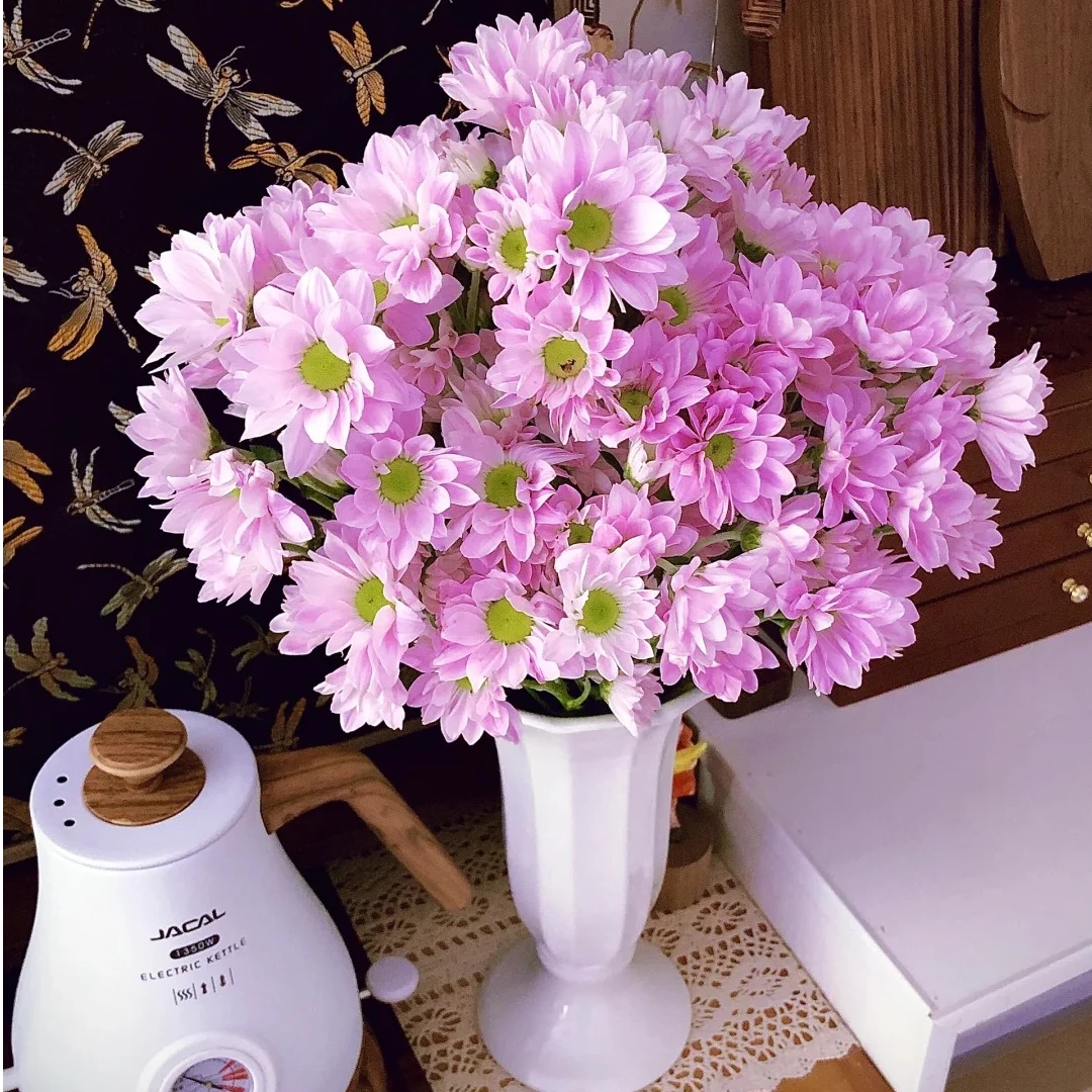 【探花甄选】粉色三文鱼小菊 云南斗南鲜花网购鲜花任浪漫七夕礼