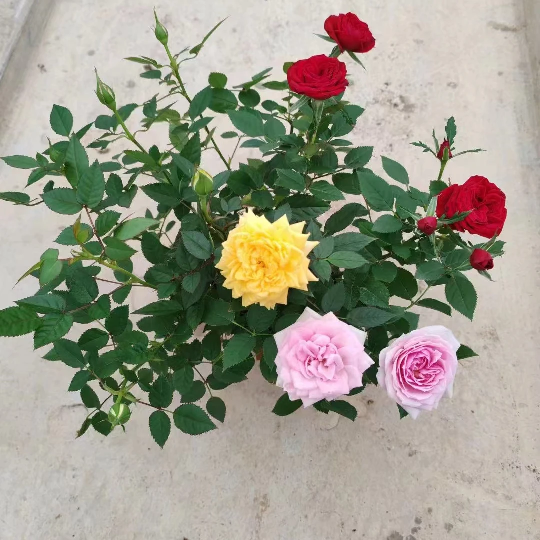 【带花苞】耐热小玫瑰花卉绿植盆栽适合室内外阳台四季种植
