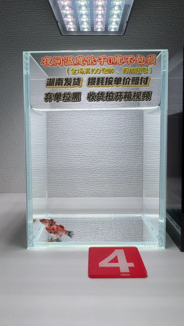 黑玛丽鱼004红头小苗2条