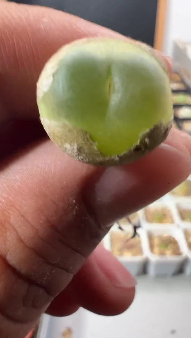 一物一拍            884