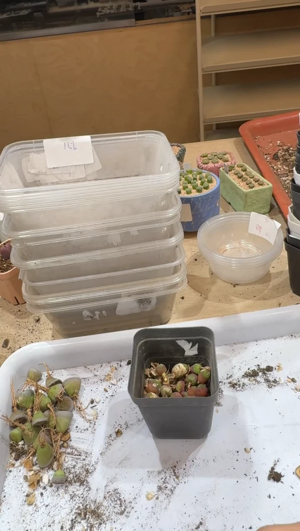 14-476多肉植物肉锥