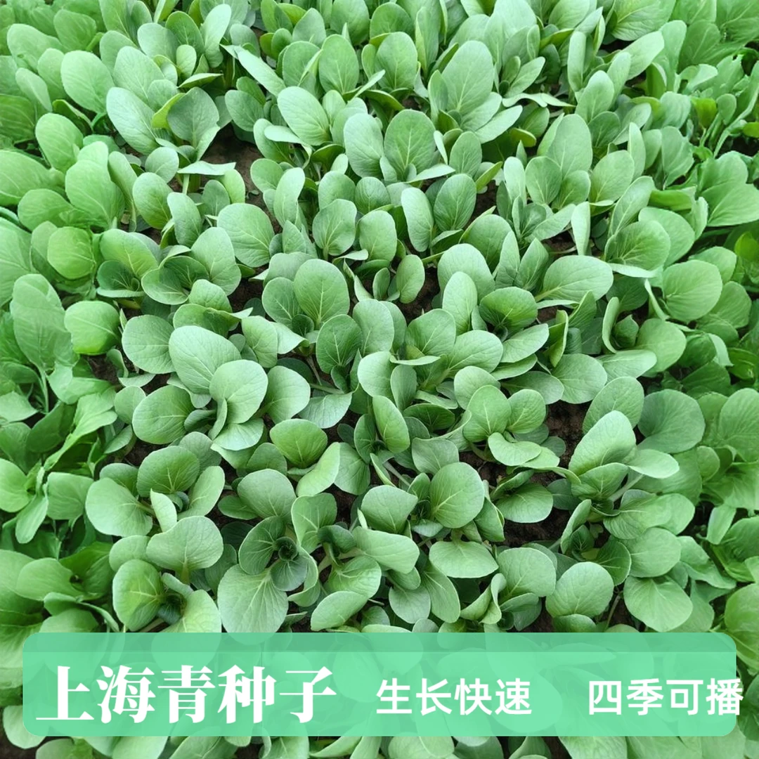 杂交青梗菜种子秋季青菜四季青菜杂交上海青种子四季农家蔬菜籽