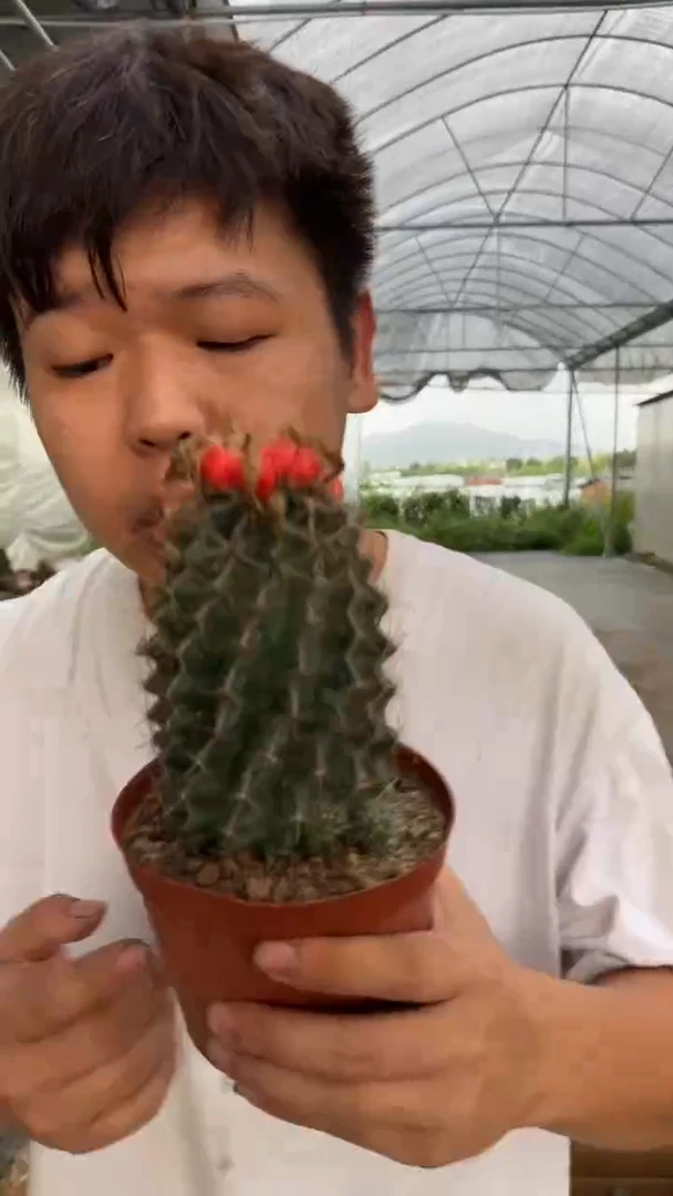 大单头 龙王【实生根】