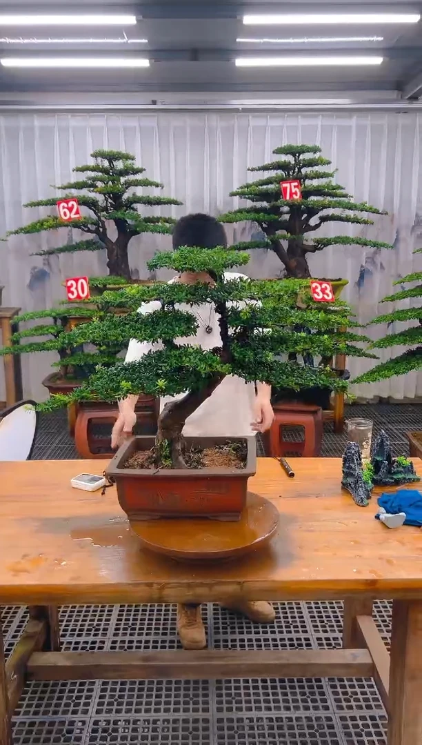 无花朵精品盆景直播间一物一拍