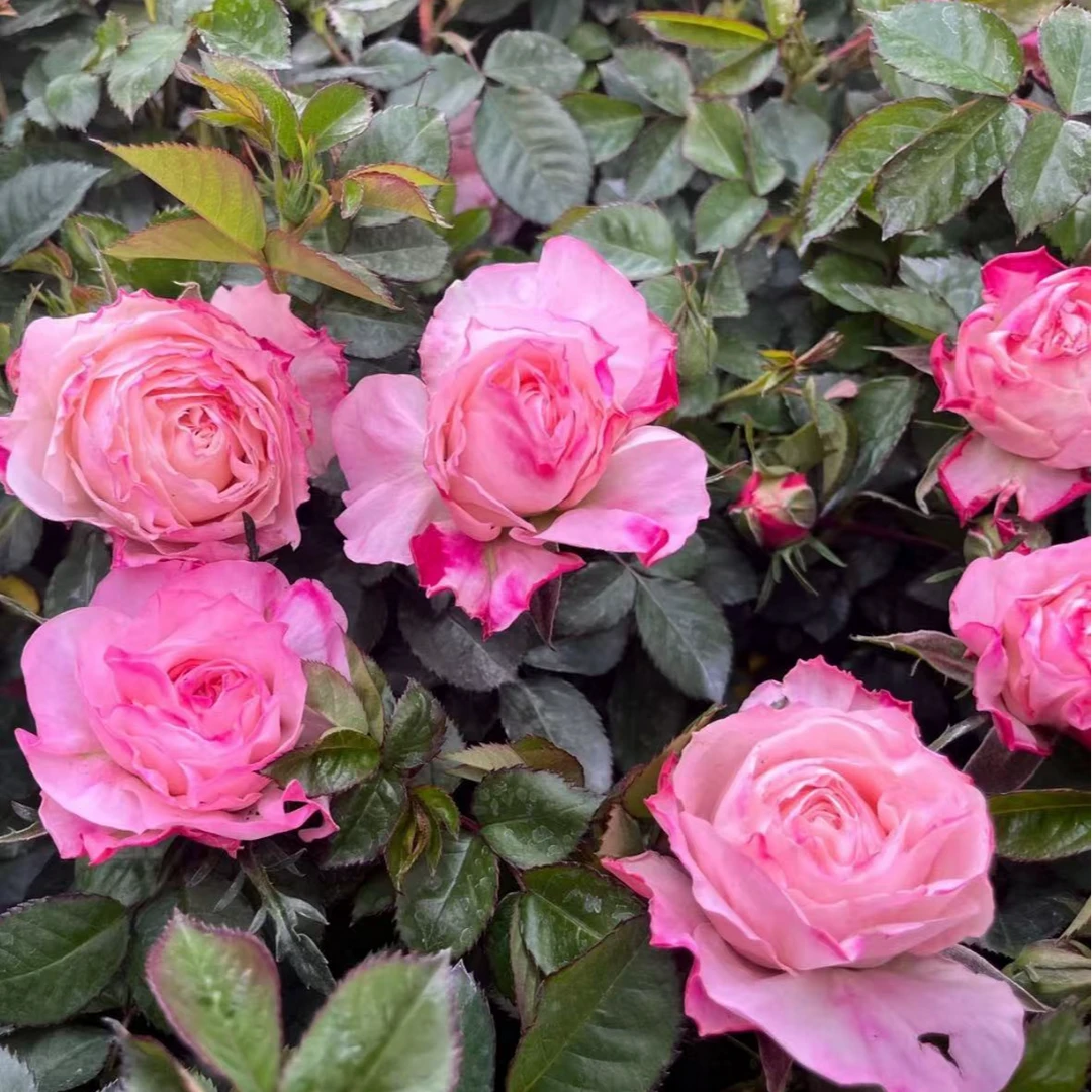 【海神王】新手易养盆栽月季阳台月季庭院花卉多季节开花植物++