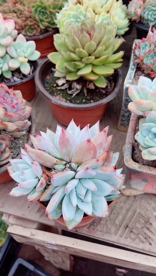 小****816078多肉植物一物一拍