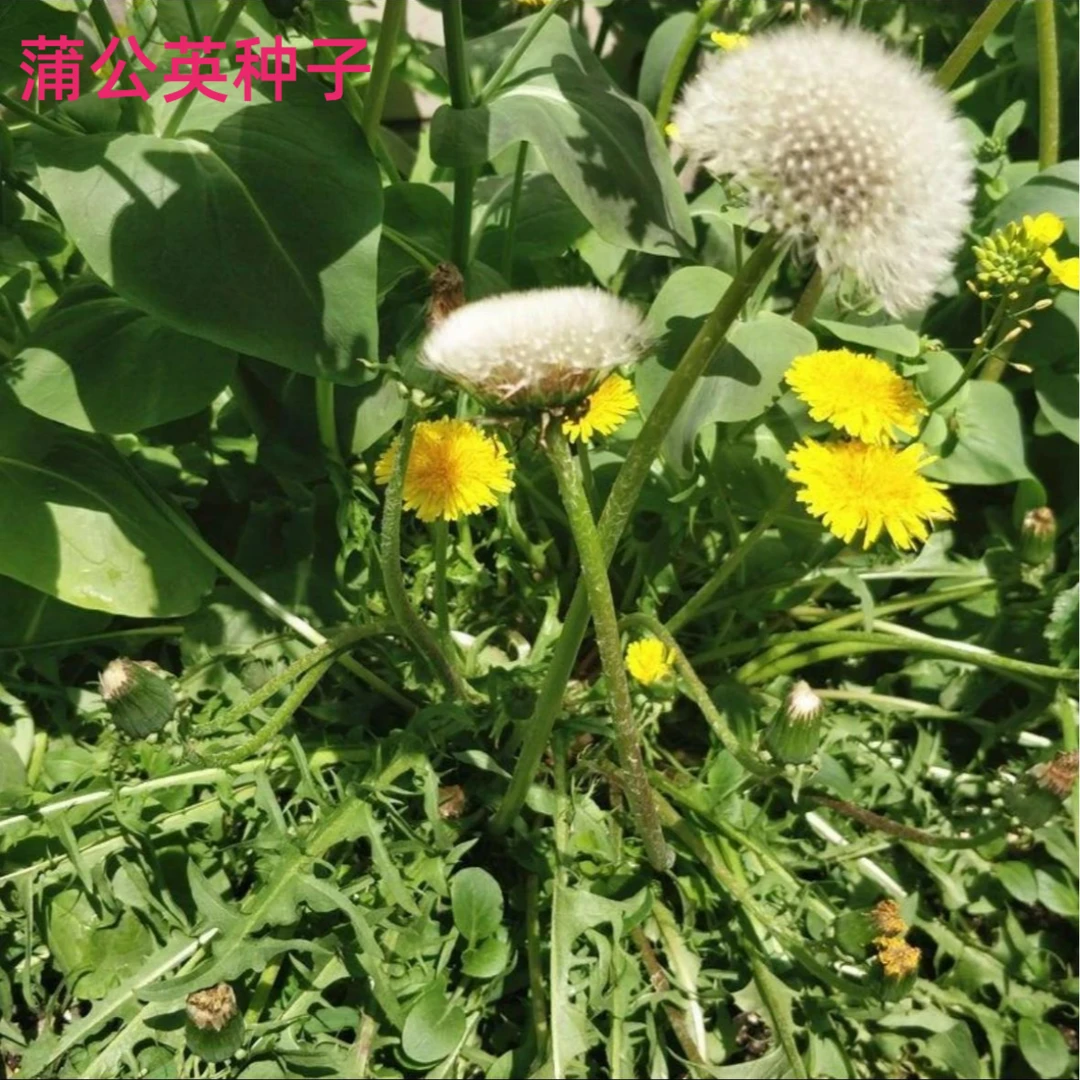 【蒲公英种子】野生婆婆丁种籽四季盆栽阳台小院种植