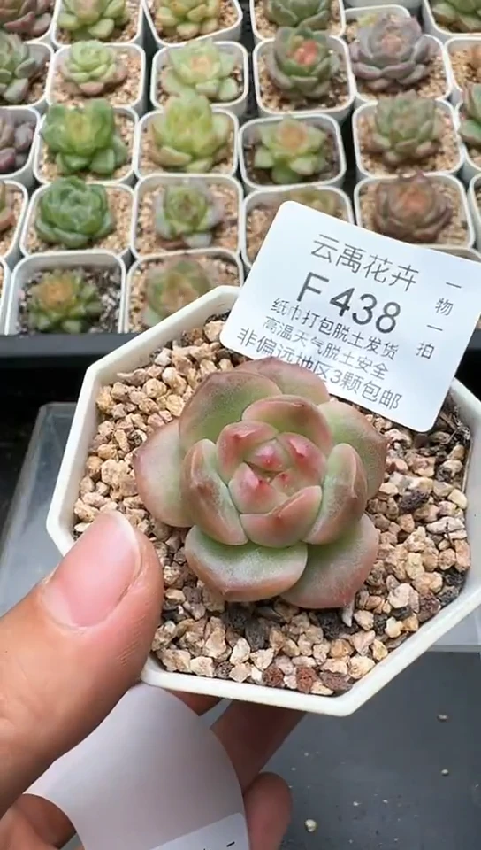 438F云禹多肉植物 默认脱土纸巾打包 3颗包邮