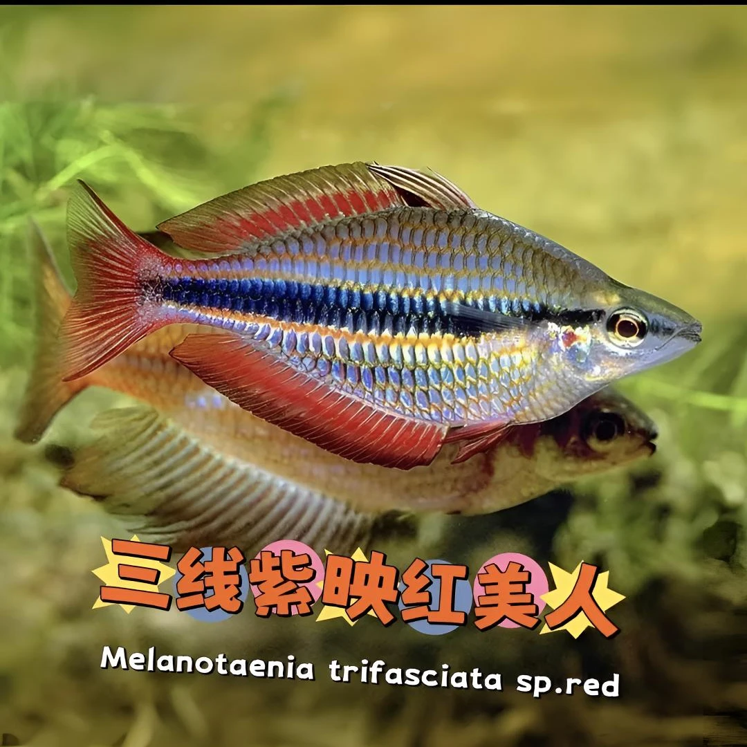 包邮三线紫映红白云美人高端鲜活进口小缸淡水群游七彩彩虹观赏鱼