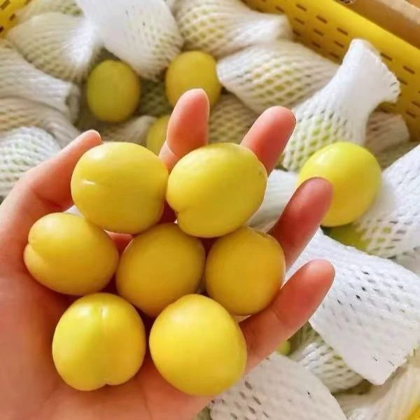 【达吾水果】空运新疆轮台小白杏