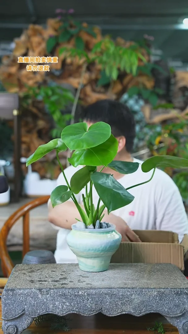 当前无花栽培后可以开花龟背334H+