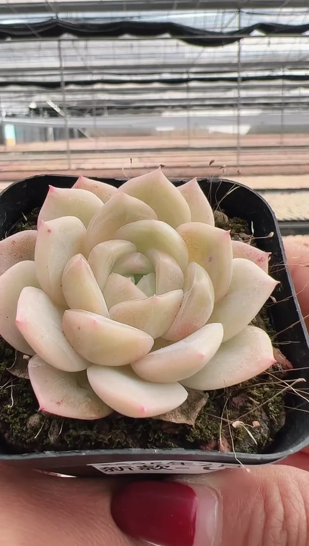 【闪购商品】新款多肉-95