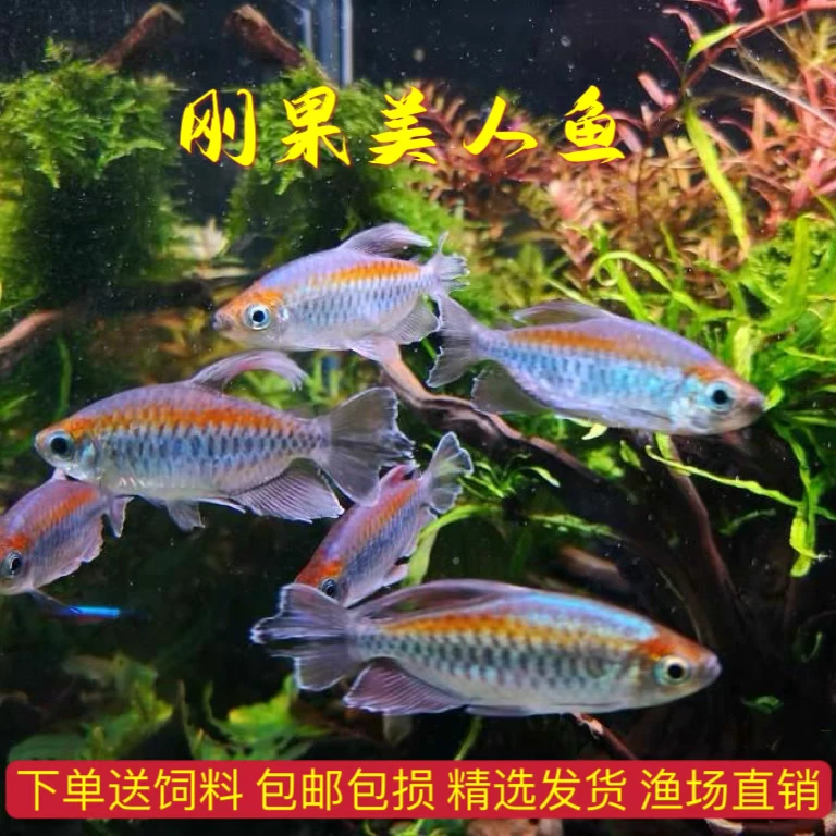 刚果美人热带鱼观赏鱼电光美人石美人鱼斑马红绿灯活体鱼苗群游鱼