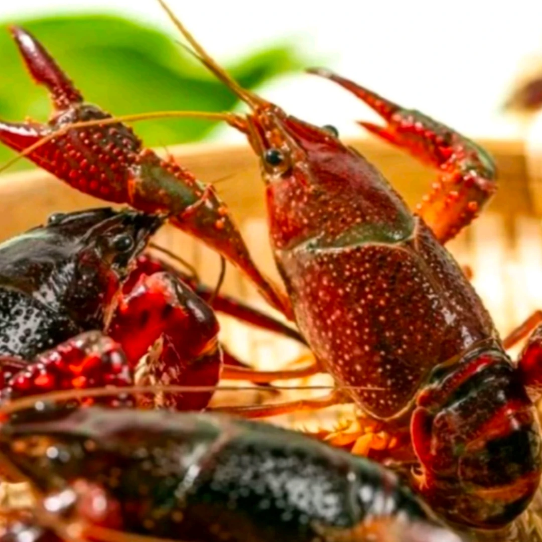 【小龙虾】鲜活正大小龙虾(保鲜不保活)