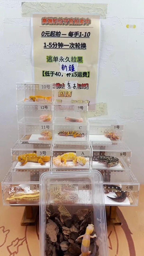 豹纹守宫豹纹守宫幼苗亚成体成体肥尾