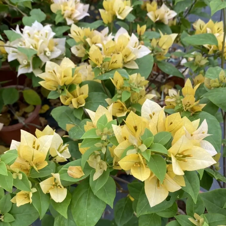 苏瓦娜  三角梅 不带花 不带盆