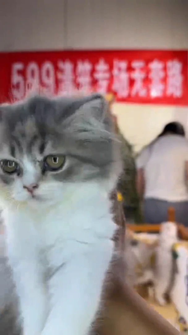 猫英短美短缅因虎斑
