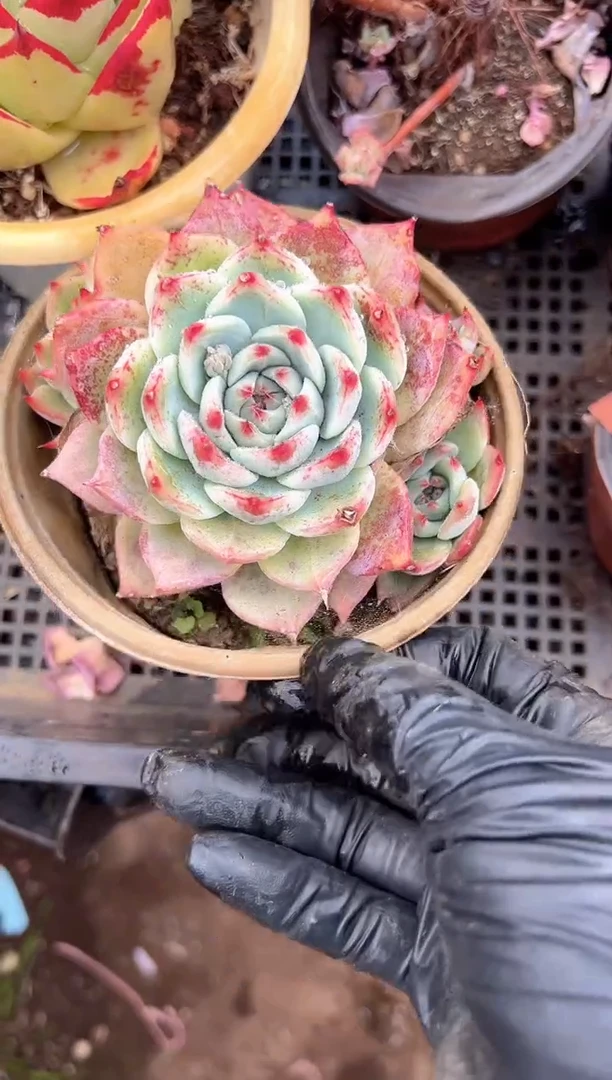 小*妈多肉植物一物一拍03309
