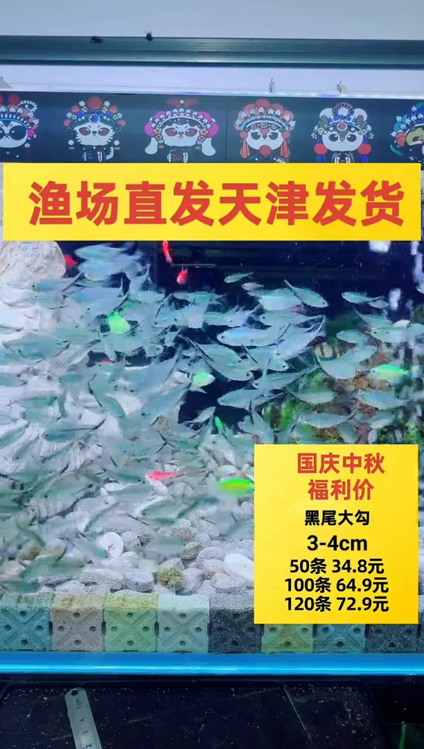 灯科鱼一眉道人5条+1条备损到手6条（赠送不包损）