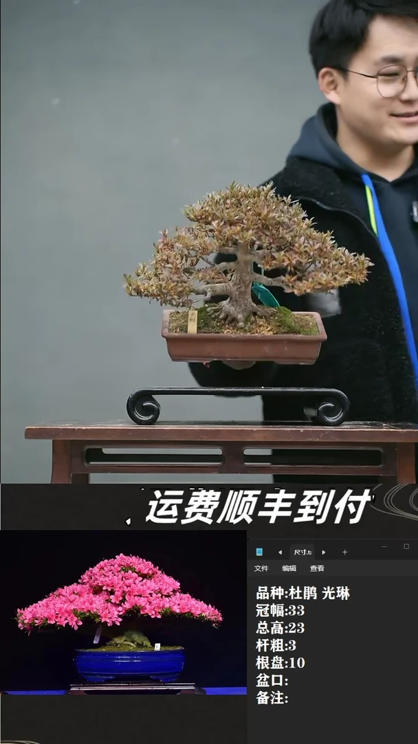 【闪购商品】33 杜鹃 光琳