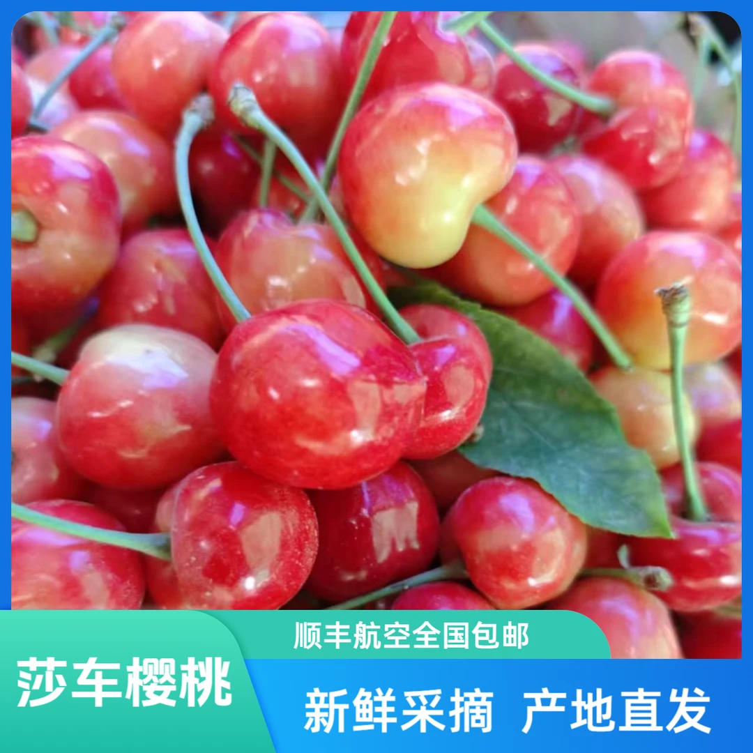 新疆喀什樱桃莎车米夏镇樱桃水果老树大田鲜甜樱桃多汁樱桃