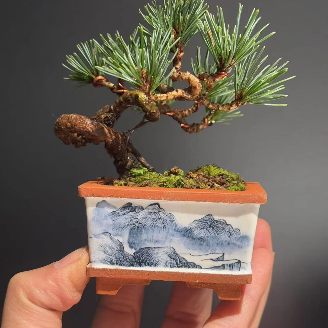 景盛园盆景（直播间一物一拍专用）
