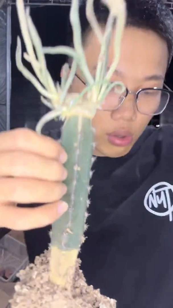 美杜莎【嫁接】秀普柱