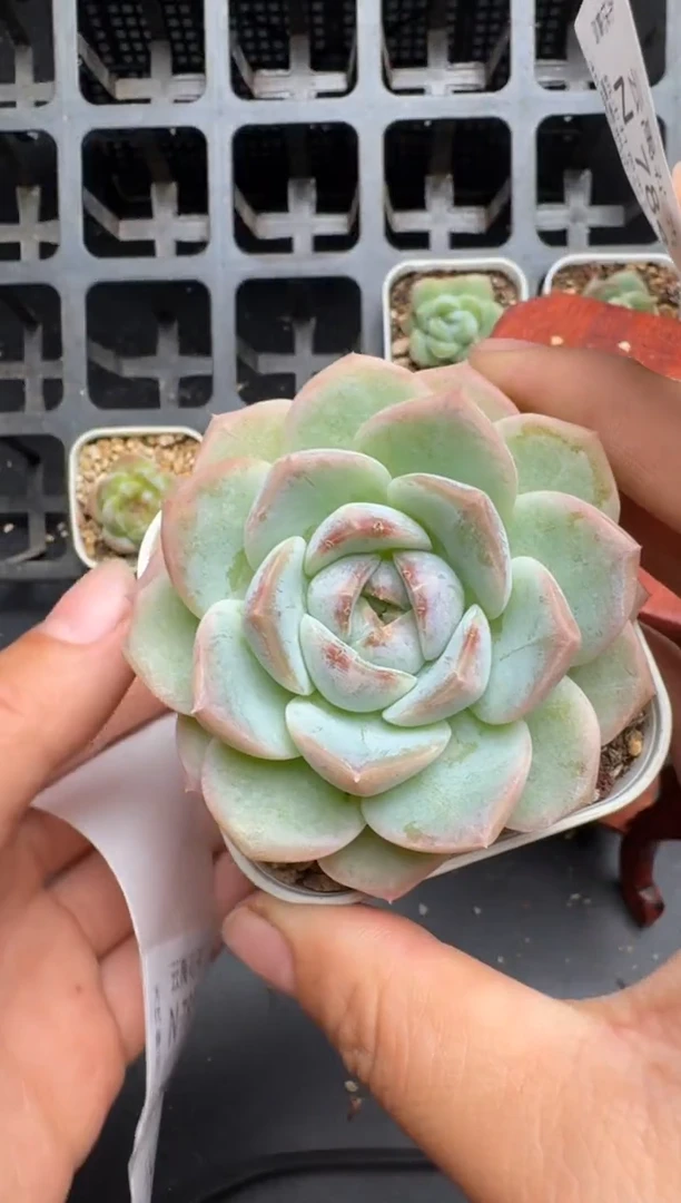 784N当天拍3颗包柚 带盆土发纸巾打包 云禹花卉 珍妮多肉植物