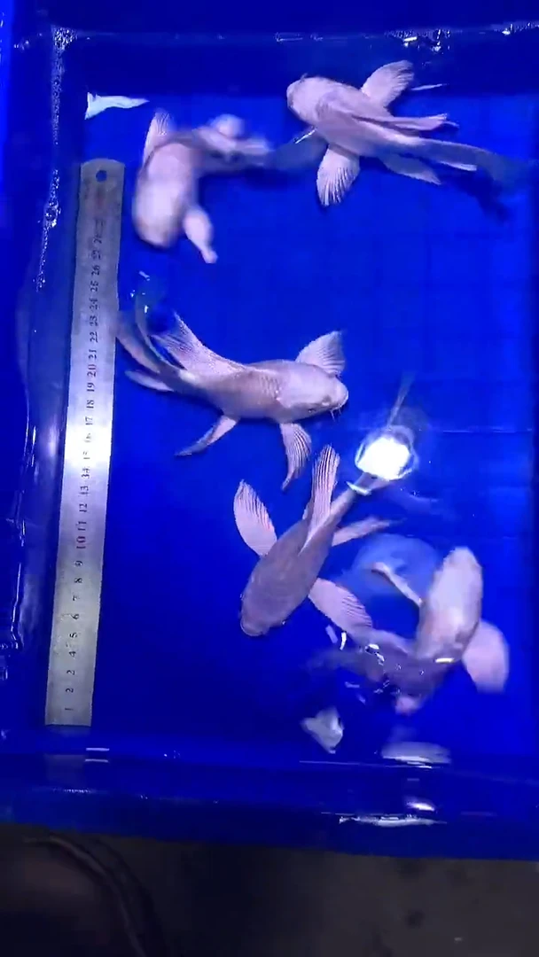 蝴蝶鲤鱼蝴蝶鲤直播选鱼专用链接 凭开箱视频售后