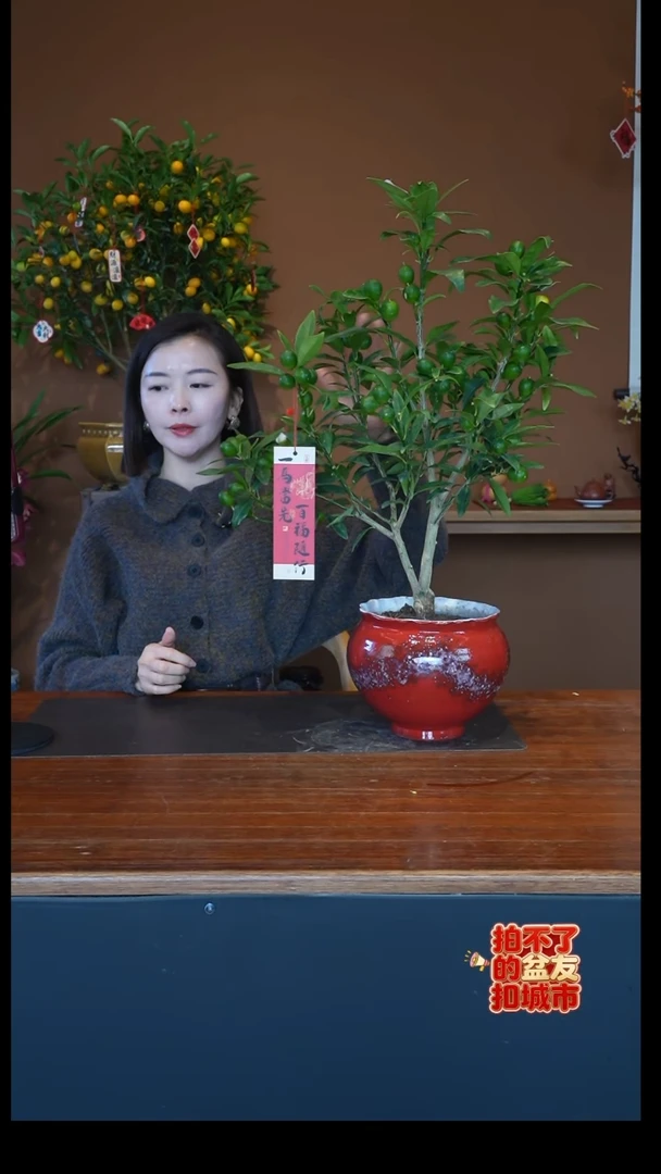 全部花朵脆皮金枣红盆