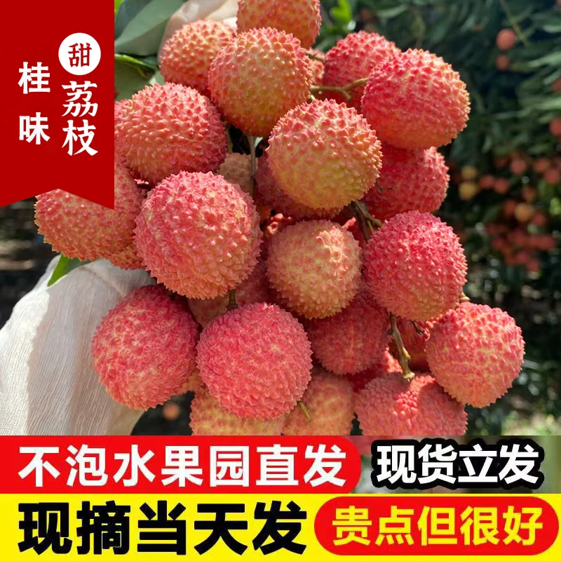 茂名荔枝高州桂味新鲜荔枝桂当季水果荔枝批发发京东特快-空运