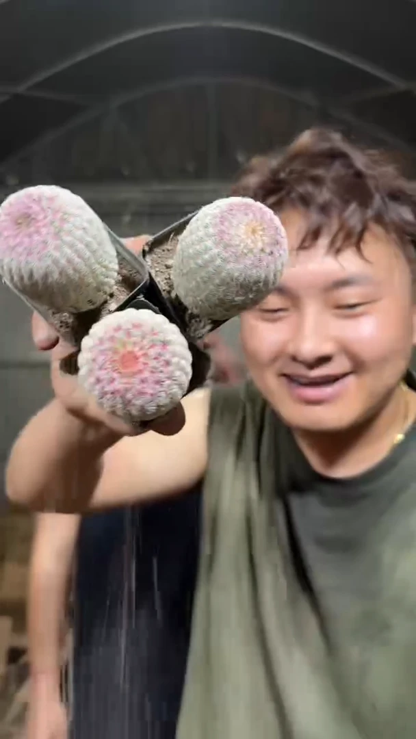 3颗 实生根 单头 红太阳