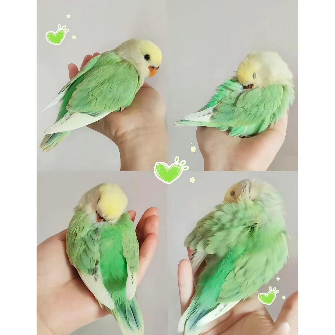 手养半毛亲人可爱面类牡丹鹦鹉可学习技能的宠物鸟