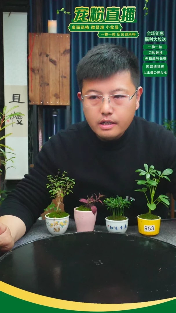 无花朵翟*人苔藓微景观9553号