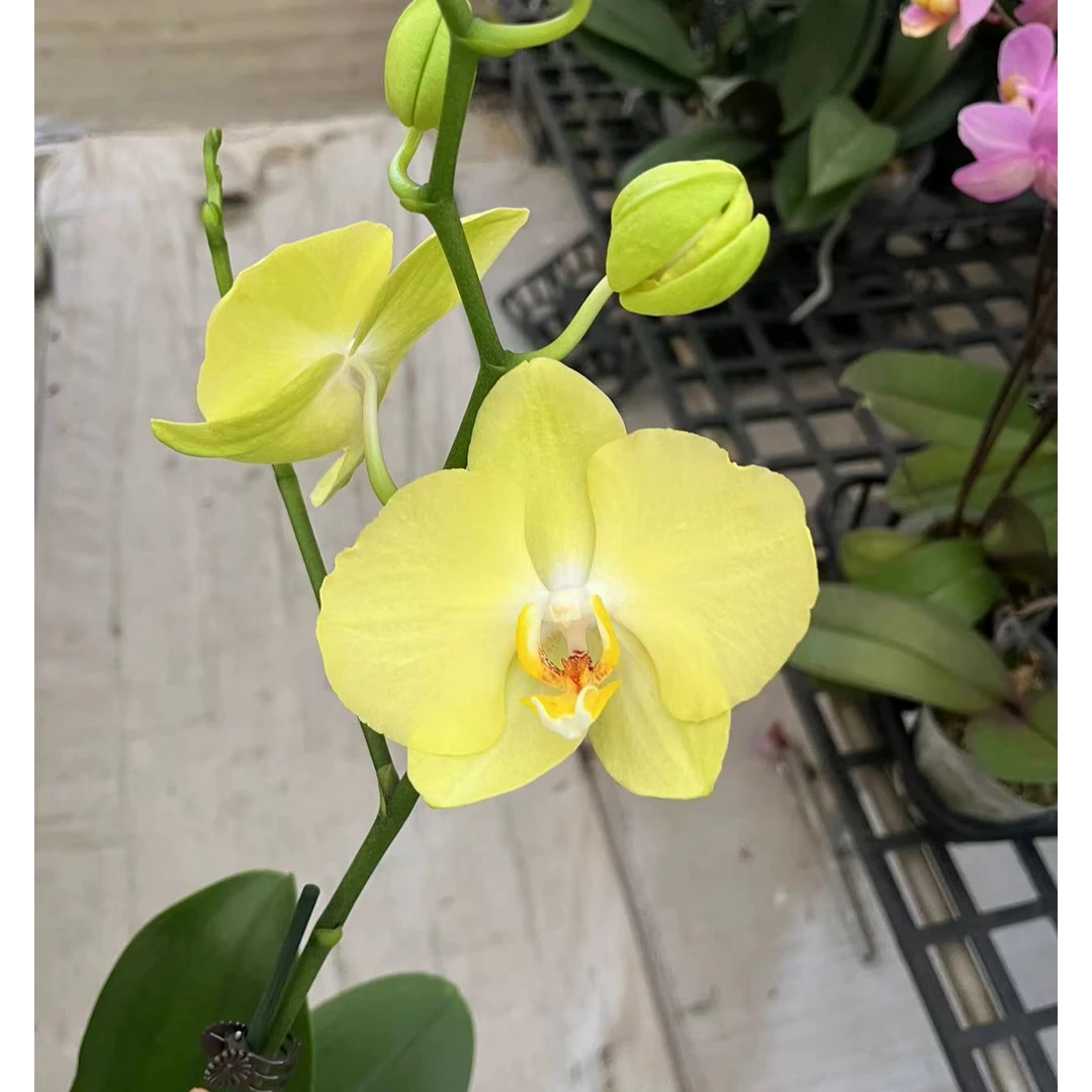 3.5寸菲拉拉 双梗 蝴蝶兰一颗【全场任意两颗起发货】